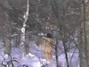 ［20世紀の映像］昔の懐かしの裏ビデオ☆雪女　雪が降り積もる山間の静かな村。田舎者っぽい青年が、森の中を裸でたたずむ美少女を発見。彼女は雪女☆旧作レトロ「モザ無」発掘映像