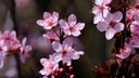 桜の映像